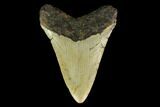 Fossil Megalodon Tooth - North Carolina #131596-2